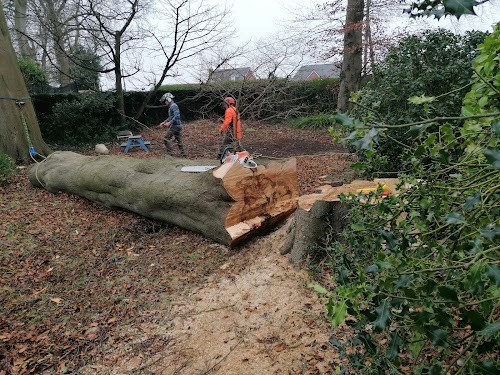 profile picture of ABF Tree surgeons Hull and Yorkshire profile picture