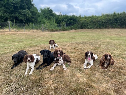 profile picture of Bulled & Son Dog Training