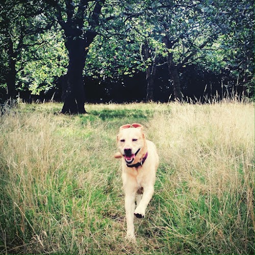 profile picture of Dog Training in London