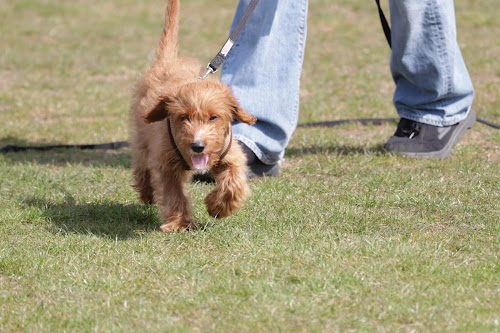 Dog Trainer NW3 - NW8 London - Puppy School - Uptown Dogs