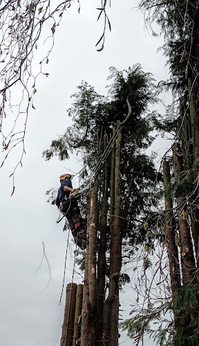 profile picture of MJ Findlay Tree Surgery