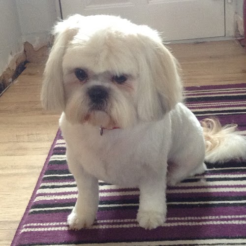 profile picture of Clipperz dog grooming Sharpening service