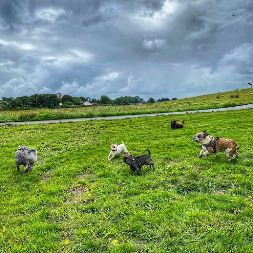 profile picture of Wagtales Pet Ltd