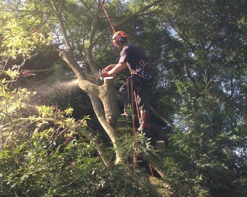 profile picture of MANCHESTER TREE & STUMP REMOVALS/MANCHESTER TREE SURGEON M4 profile picture