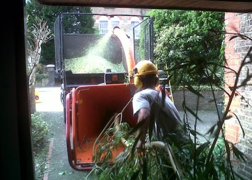 profile picture of MANCHESTER TREE & STUMP REMOVALS/MANCHESTER TREE SURGEON M4