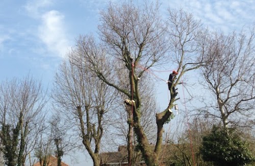 profile picture of DIDSBURY TREE & STUMP REMOVALS/DIDSBURY TREE SURGEON