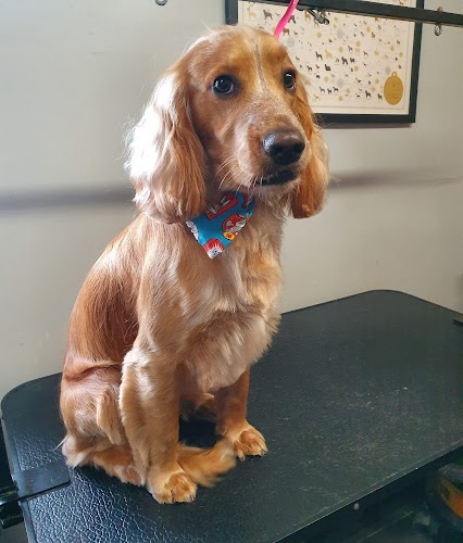 profile picture of Pampered Paws Dog Grooming