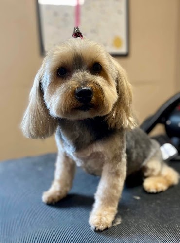 profile picture of Pampered Paws Dog Grooming