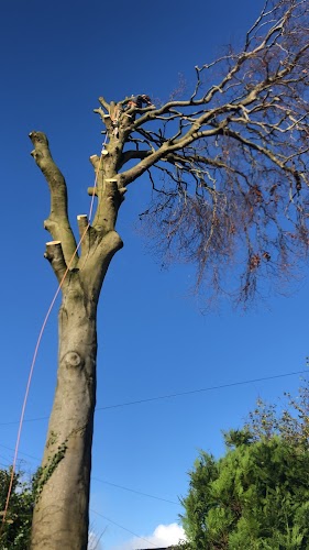 profile picture of Newlands Tree Surgeons