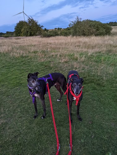 profile picture of Glasgow Dog Trainer and Behaviour Consultant profile picture