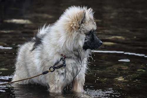 profile picture of The K9 Way profile picture