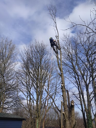 profile picture of Leeds Tree Services