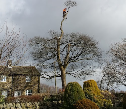 profile picture of Aire Valley Tree Services Leeds - Tree Surgeon Leeds profile picture