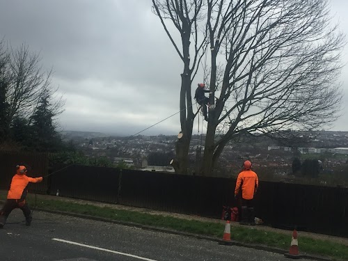 profile picture of Aire Valley Tree Services Leeds - Tree Surgeon Leeds