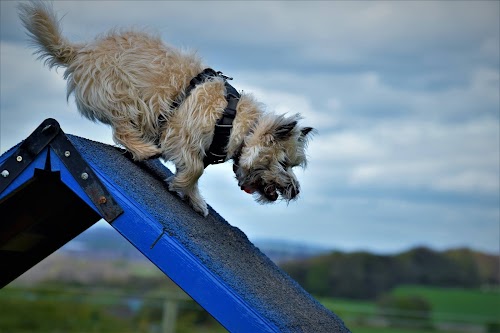 profile picture of Bankhouse Barkers Dog Training Club