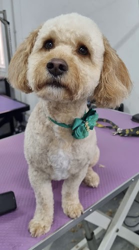 profile picture of Mrs B's Dog Grooming and Luxury Daycare profile picture