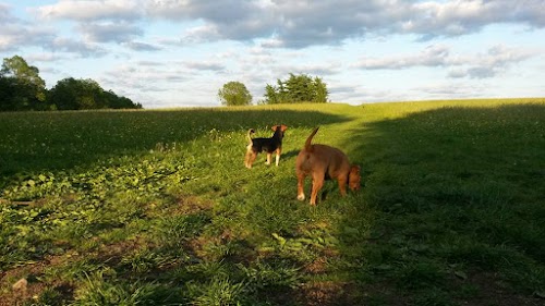 profile picture of Oof Woof Walkies - Walking and pet services - Bristol