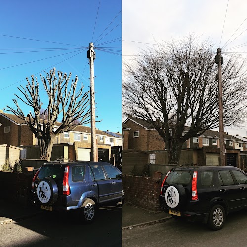 profile picture of Bristol Tree Services