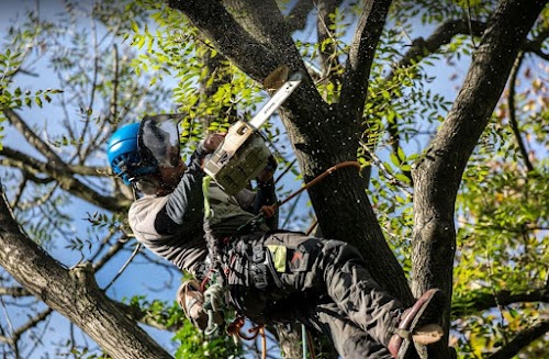 profile picture of Bristol Tree Care profile picture