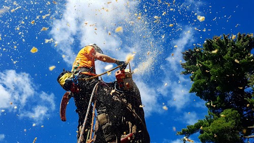 profile picture of Arbutus Tree Services