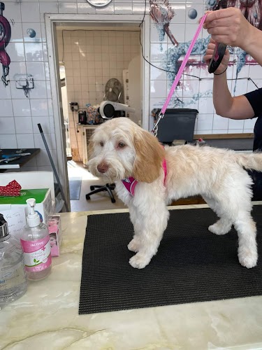 Scrufts Grooming Parlour