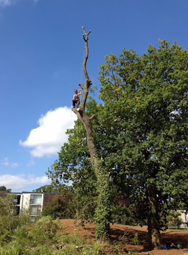 GT Tree Services