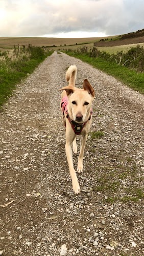 profile picture of Schooling 4 Dogs