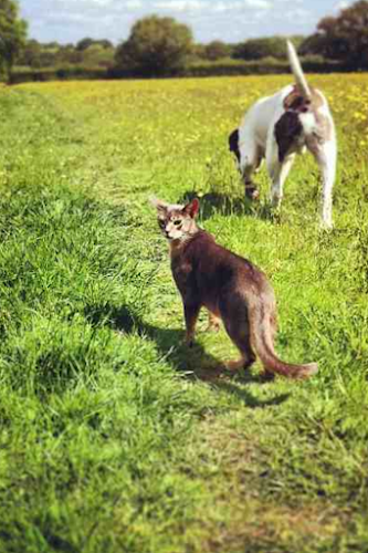 profile picture of Chew Chew Train Dog Club