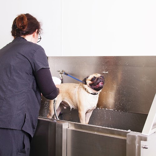 profile picture of The Brighton Pet Spa