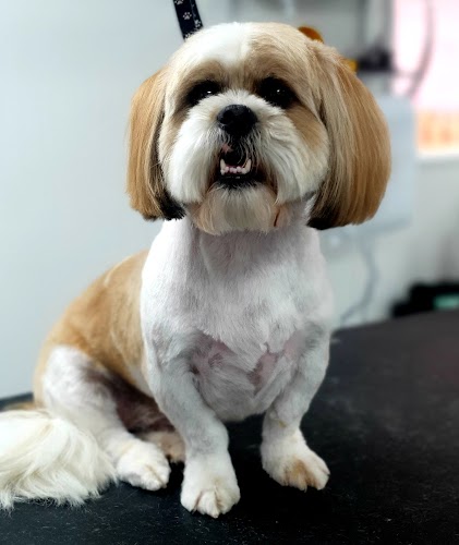 profile picture of Millie's Paws Grooming Studio/The Midlands School of Dog Grooming profile picture