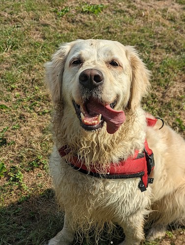 profile picture of Walkies of Aylesbury