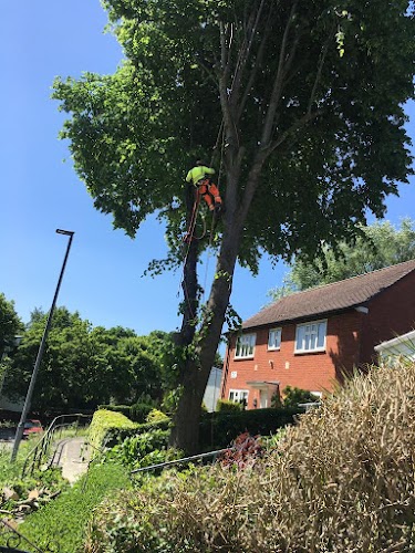 profile picture of Ben Lewis Tree Services