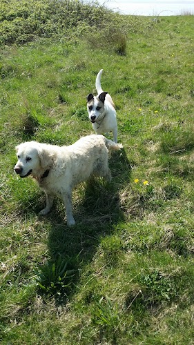 Waggytails dog walking in South Liverpool