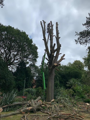 profile picture of Rapid tree care Liverpool ltd