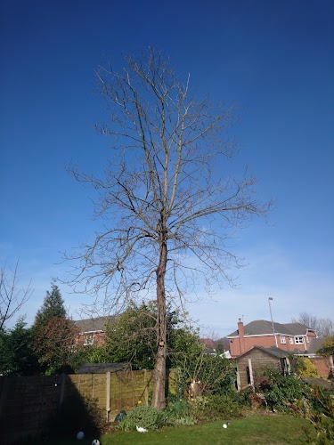 profile picture of Big Tree Liverpool