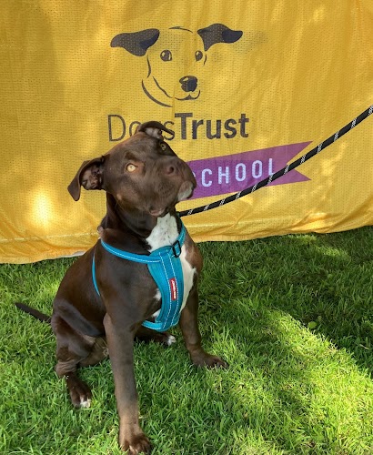 profile picture of Dogs Trust Dog School Merseyside