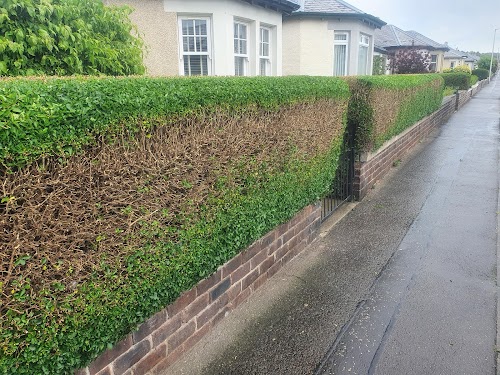 profile picture of Edinburgh Grass And Hedge Cuts profile picture