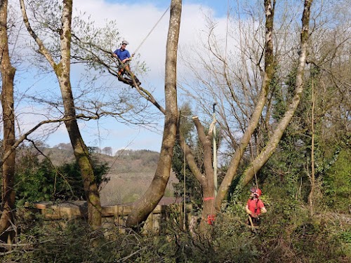 profile picture of Tree Squadron - Cardiff Tree Surgeon