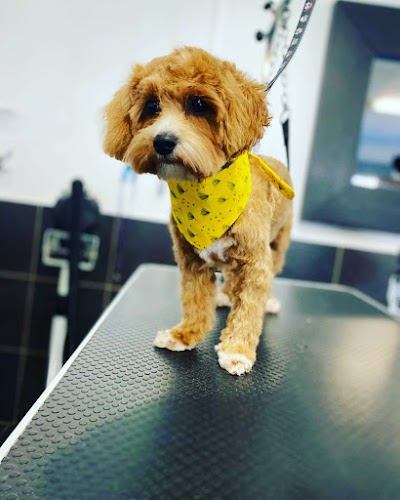 profile picture of Mucky Pups Grooming School & Salon profile picture