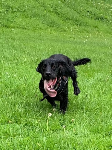 profile picture of Muddy Paws Dog Walking profile picture