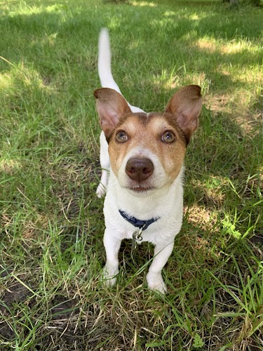 profile picture of Muddy Paws Dog Walking
