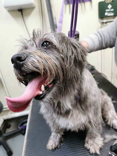 K9 Dog Grooming, College of West Anglia