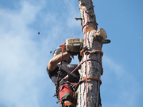 profile picture of Young's Tree Services profile picture