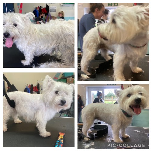 profile picture of Dogs of Oxford Grooming