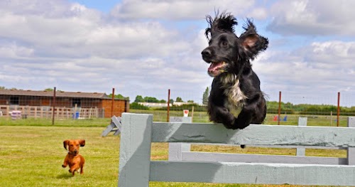 profile picture of York Dog Park profile picture