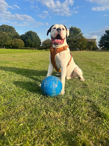 profile picture of York Dog Park