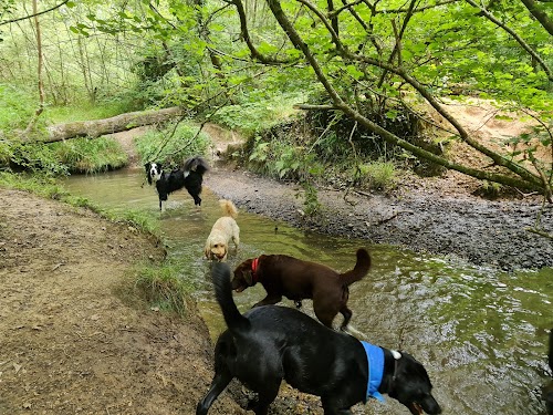 profile picture of K9walkies