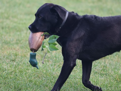 profile picture of The National Dog Training Academy profile picture