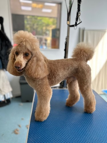 profile picture of Clip & Dip Dog Grooming Southampton profile picture