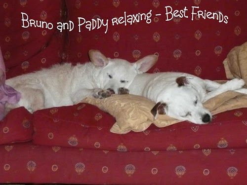 profile picture of Best Friends Pet Dog Training and Behaviour